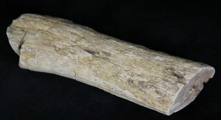 Unpolished Petrified Wood Limb - Blue Forest #28959